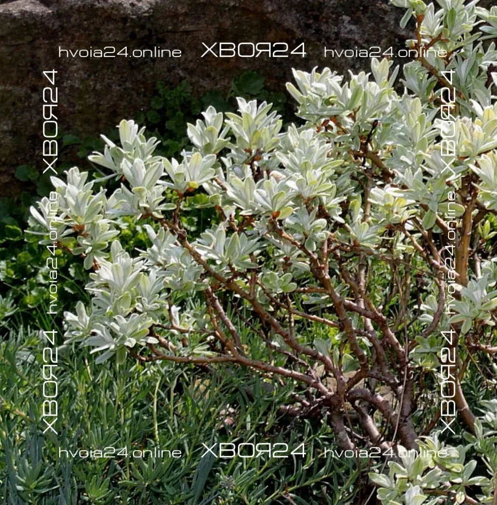  • ХВОЯ24