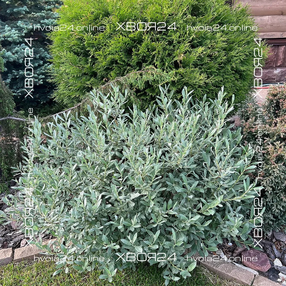  • ХВОЯ24