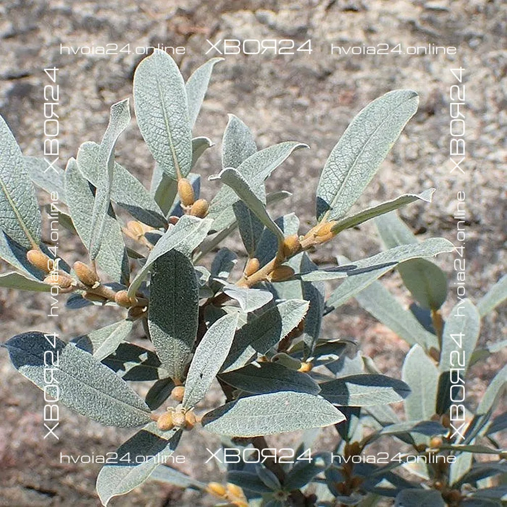  • ХВОЯ24