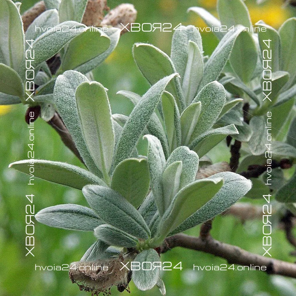  • ХВОЯ24