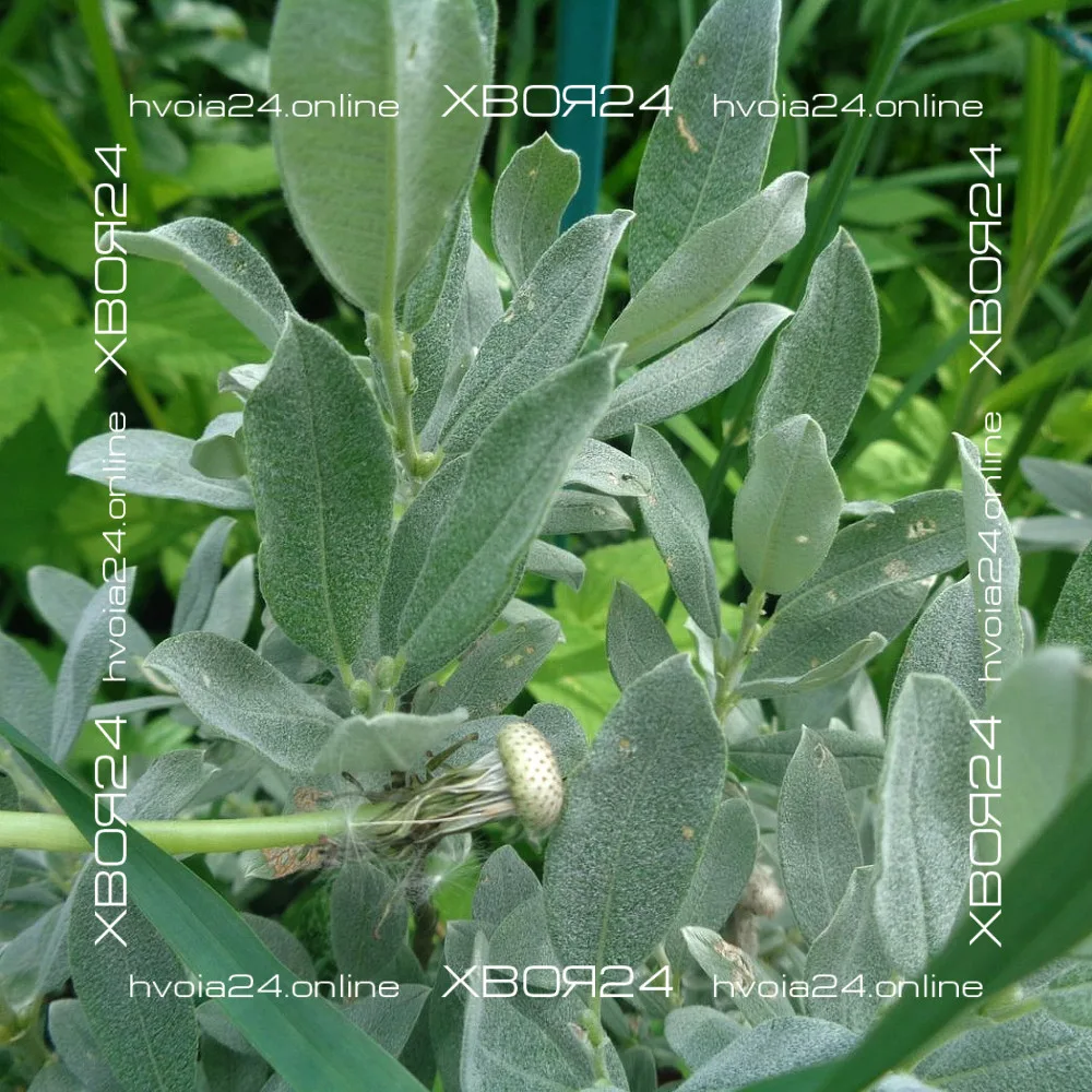  • ХВОЯ24