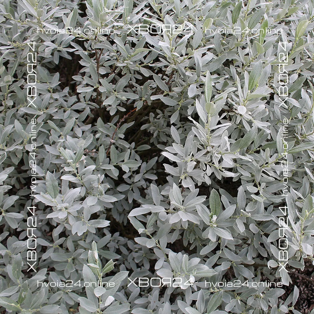  • ХВОЯ24