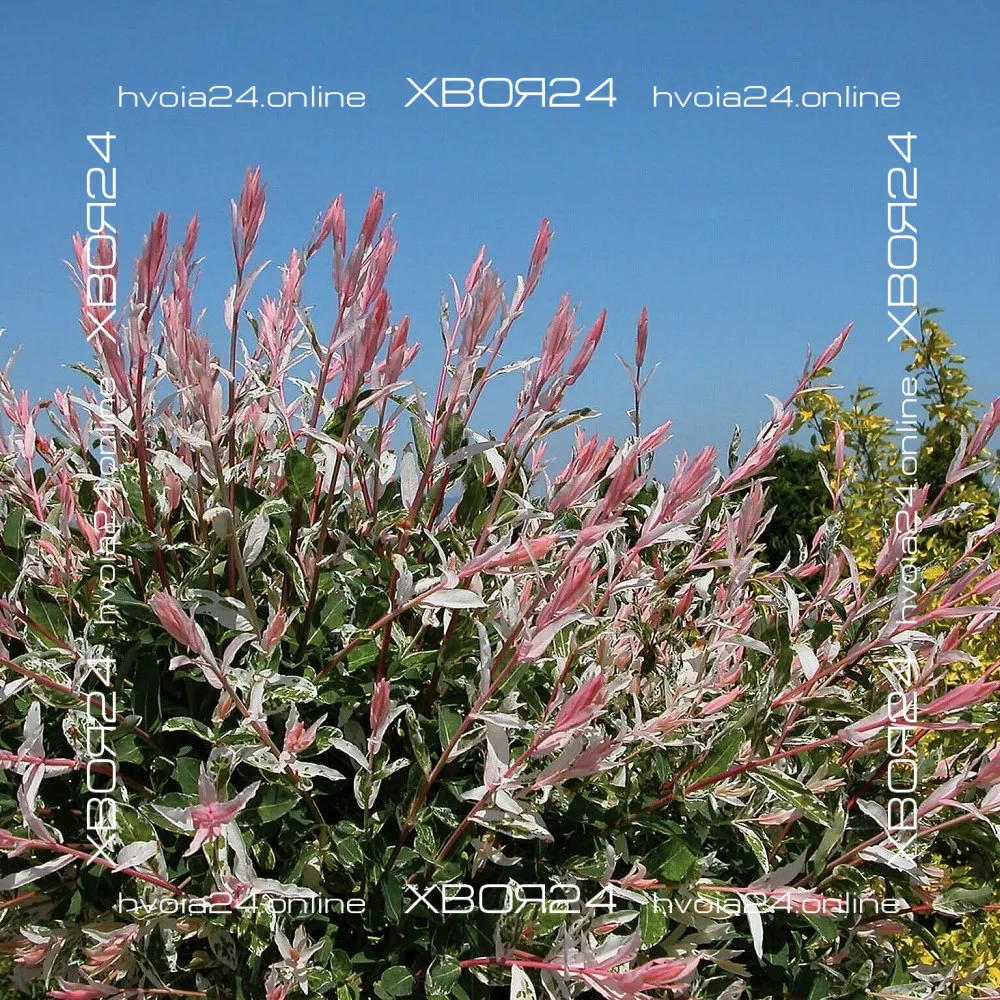  • ХВОЯ24