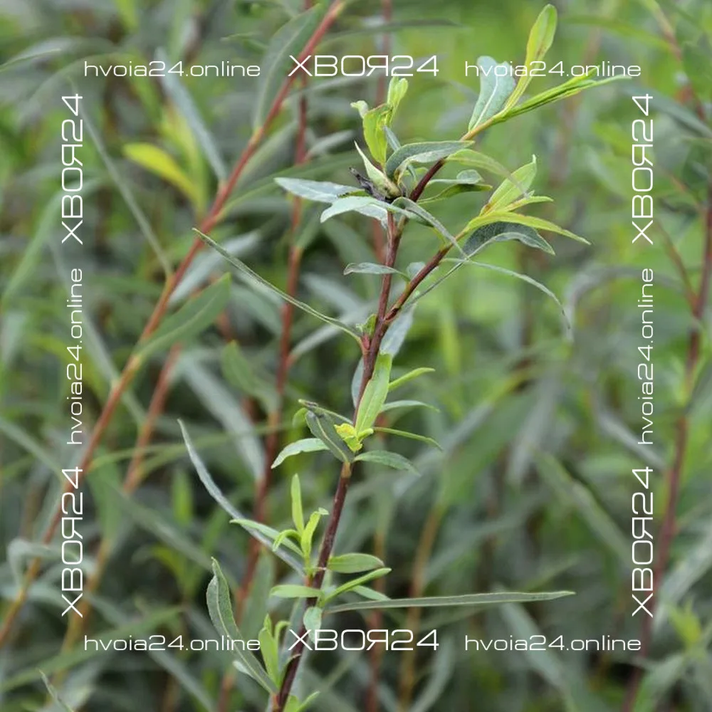  • ХВОЯ24