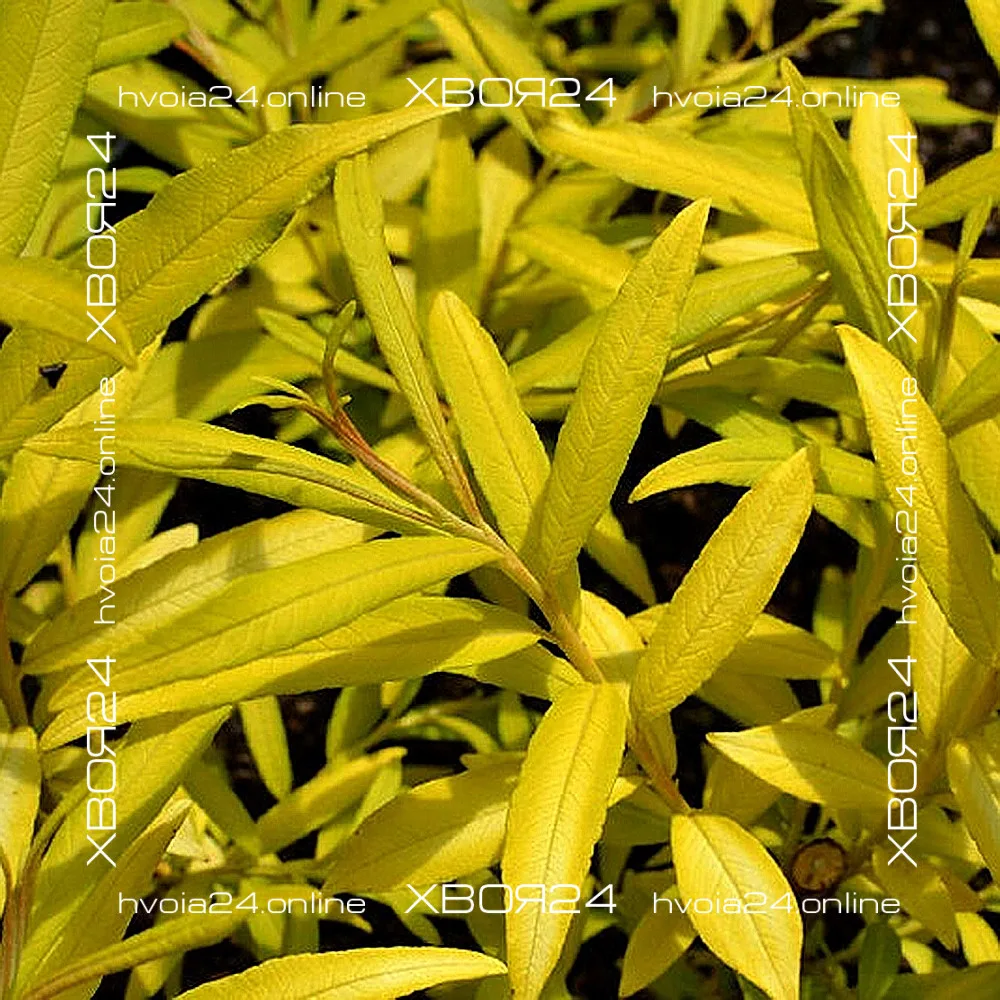  • ХВОЯ24