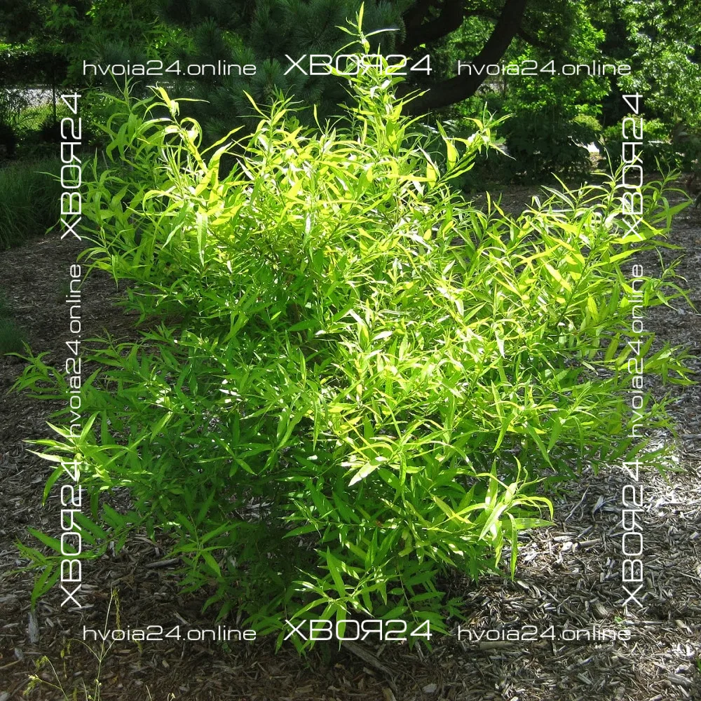  • ХВОЯ24