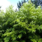  • ХВОЯ24