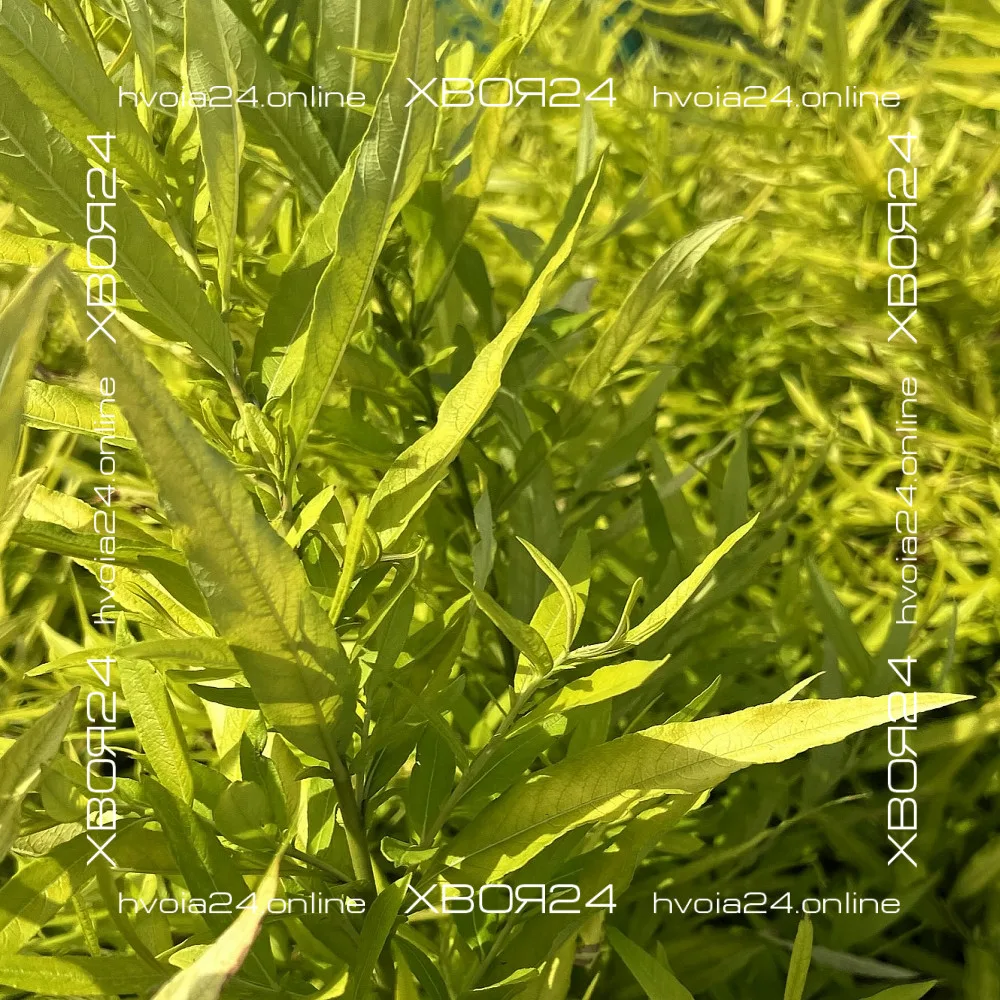  • ХВОЯ24