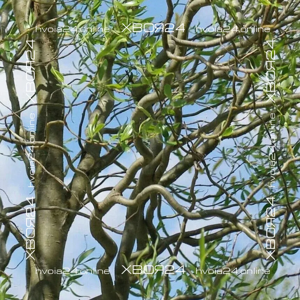  • ХВОЯ24