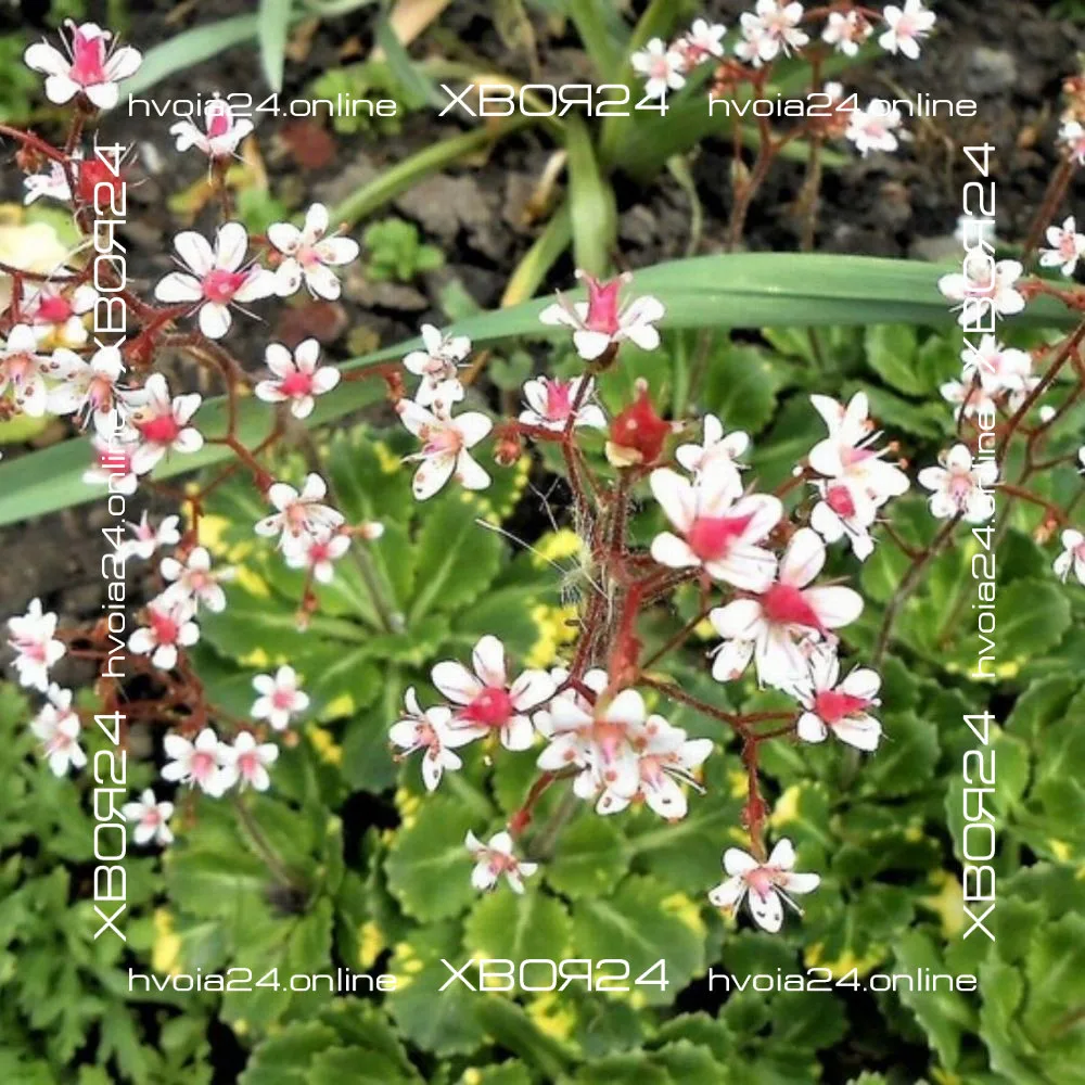  • ХВОЯ24