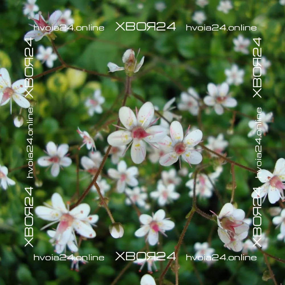  • ХВОЯ24