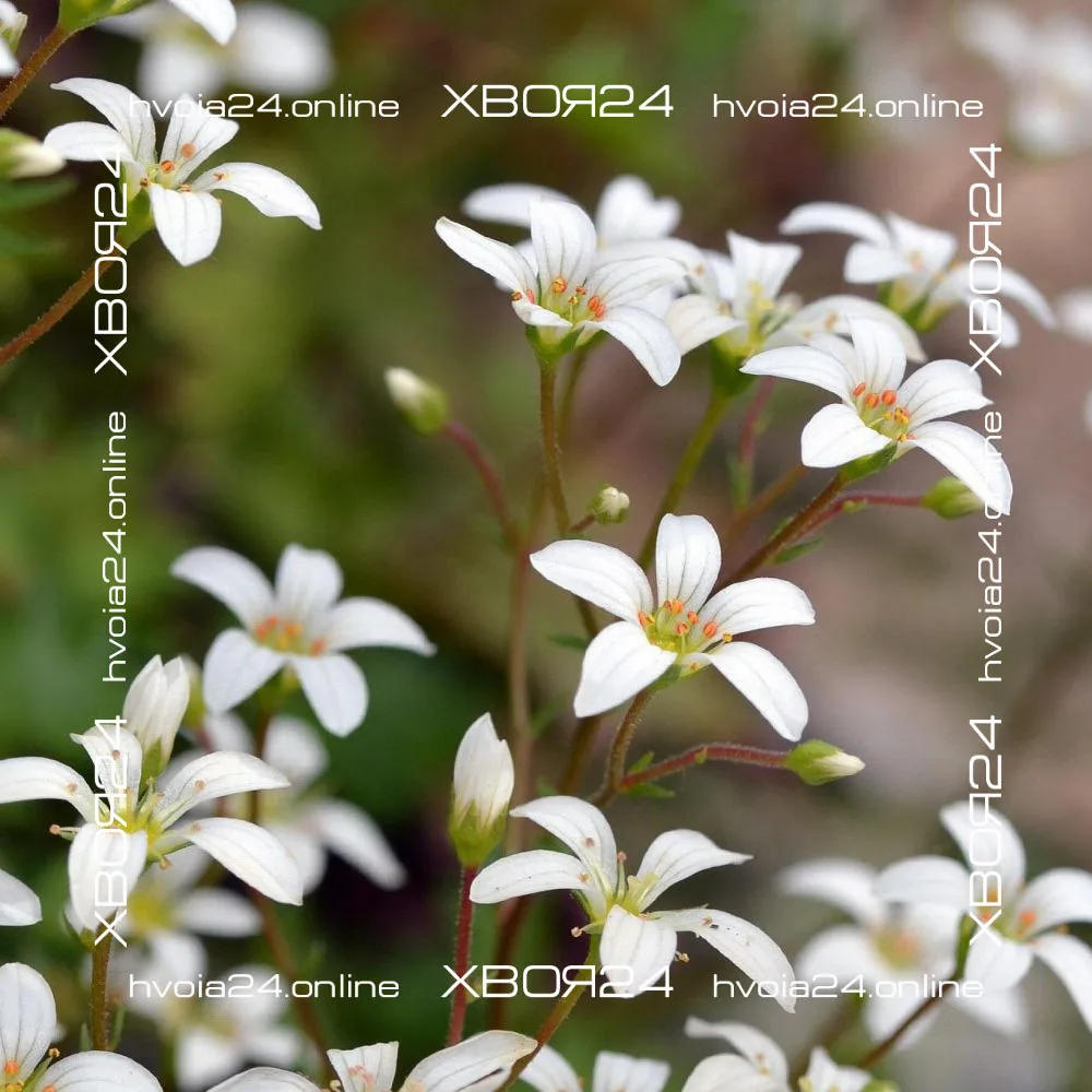 • ХВОЯ24