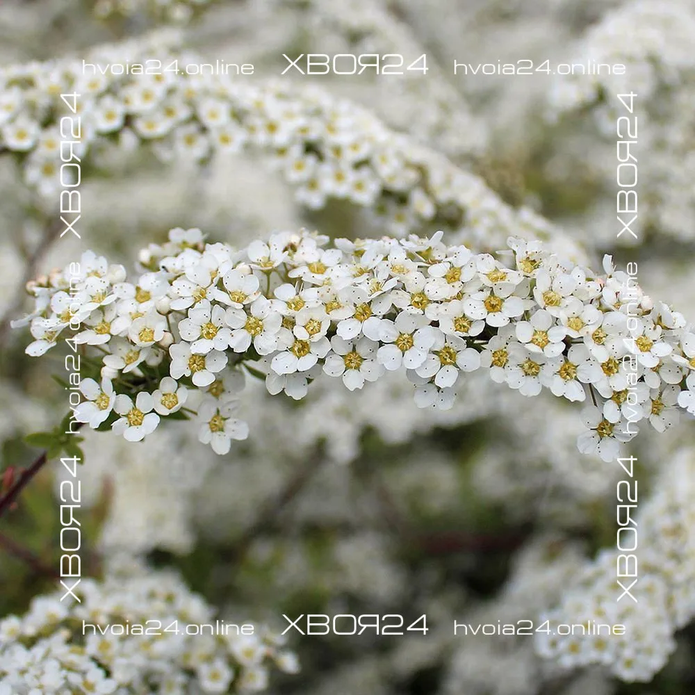  • ХВОЯ24