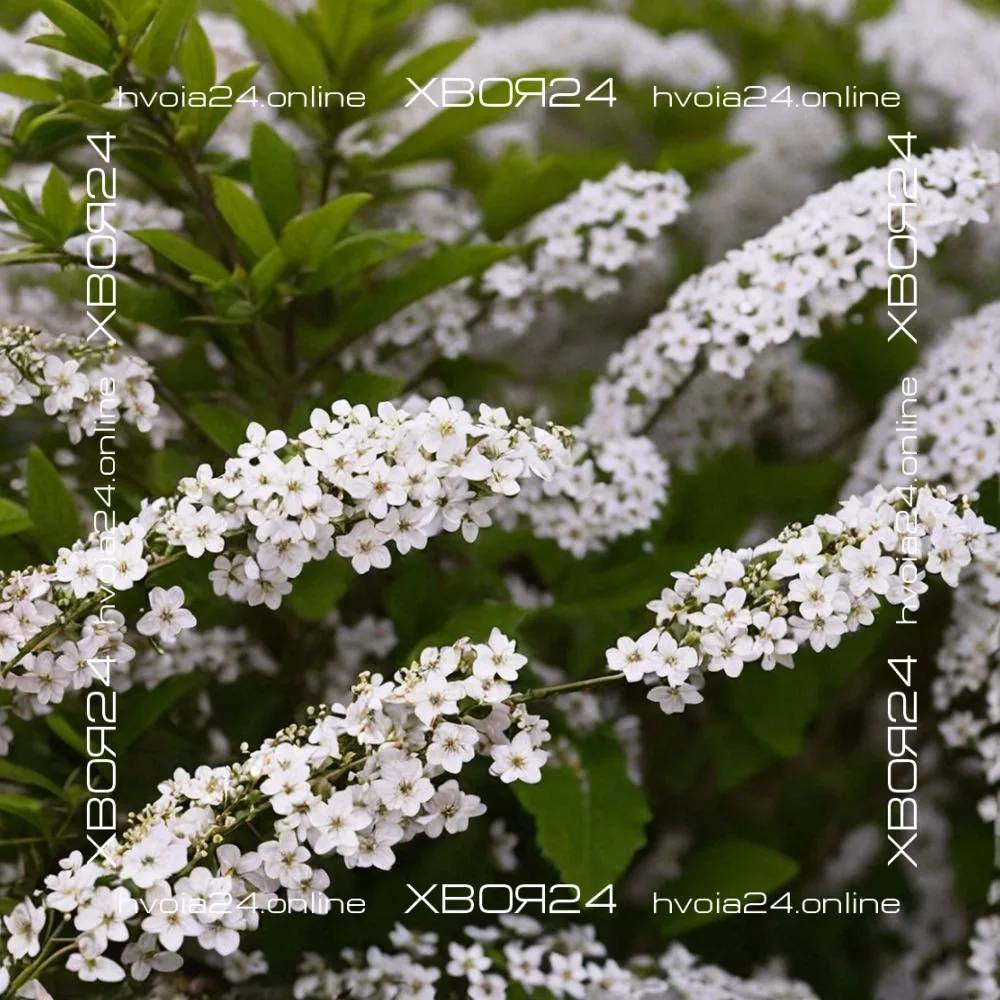  • ХВОЯ24