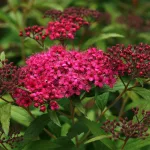  • ХВОЯ24