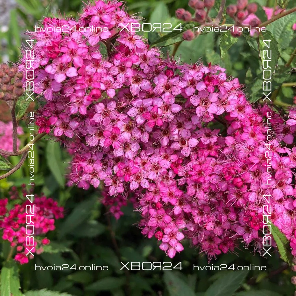  • ХВОЯ24