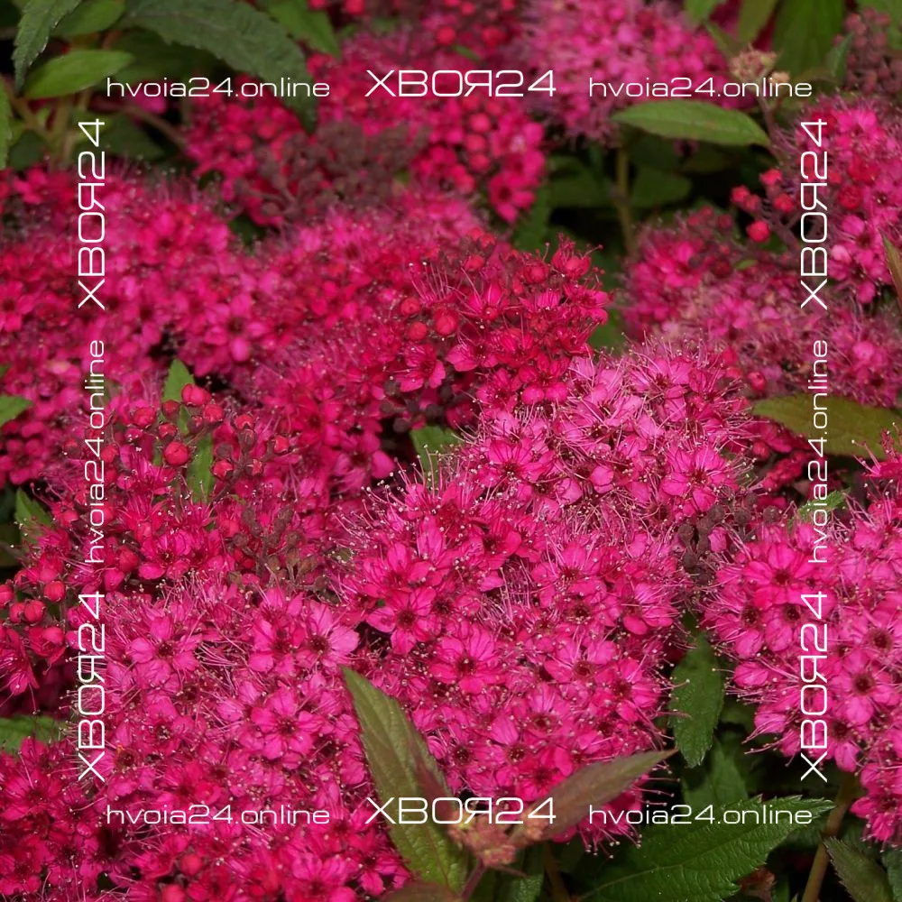  • ХВОЯ24