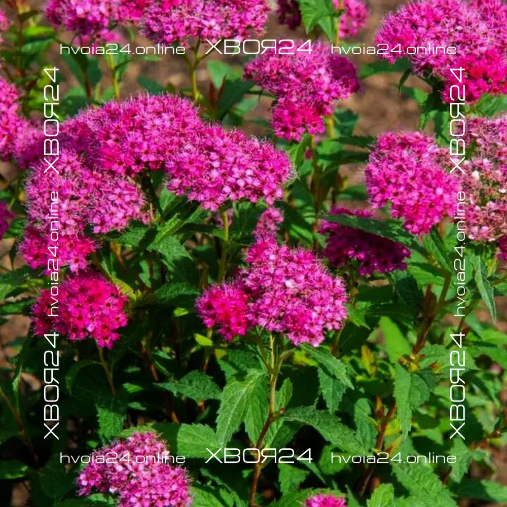  • ХВОЯ24