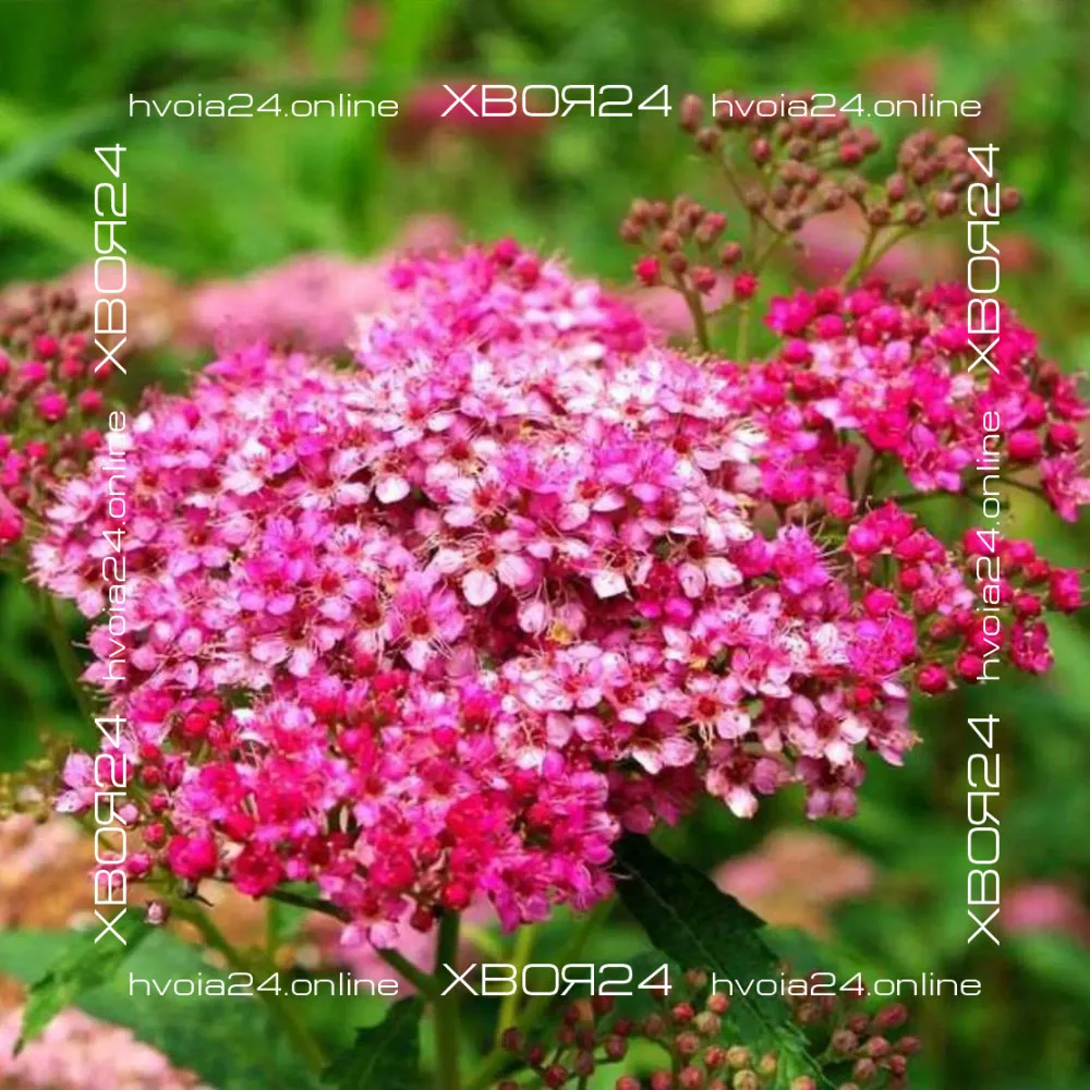  • ХВОЯ24