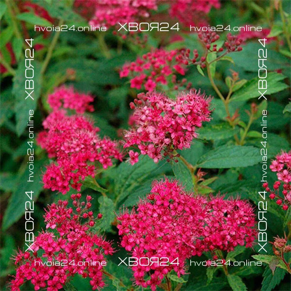  • ХВОЯ24