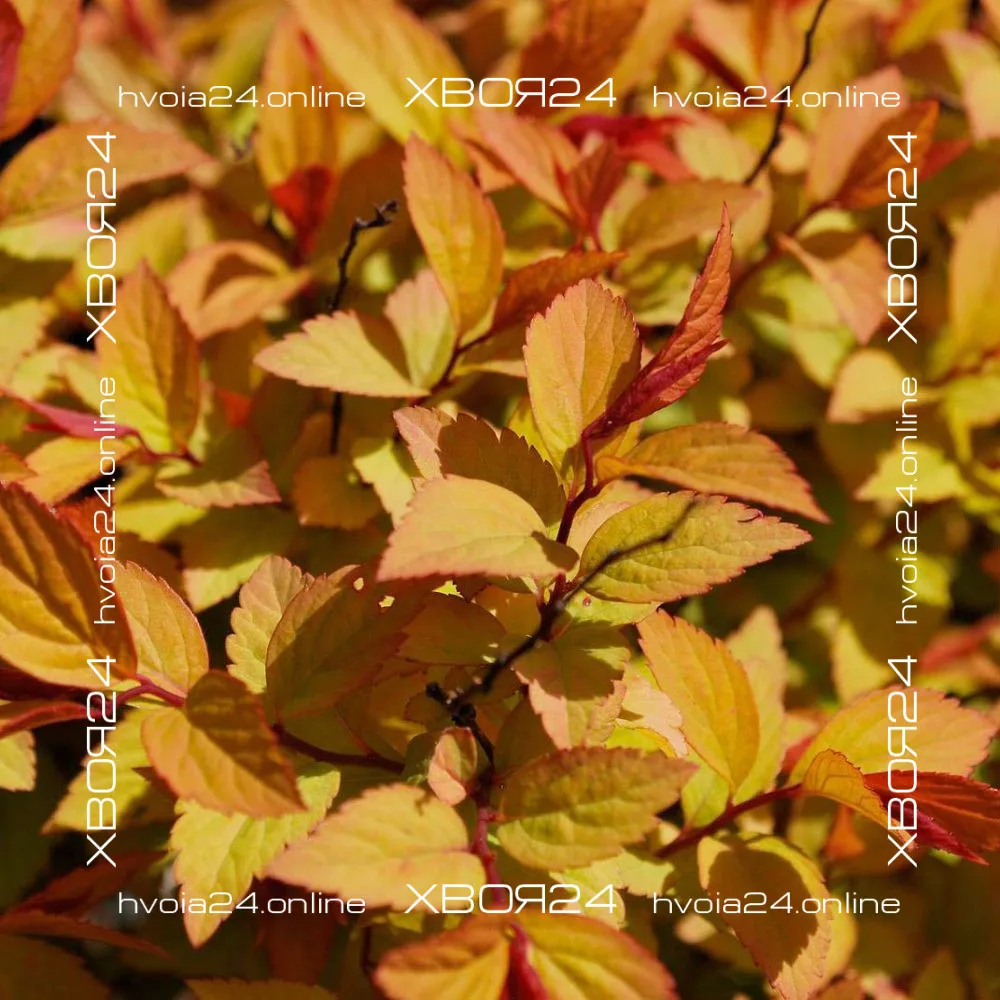  • ХВОЯ24