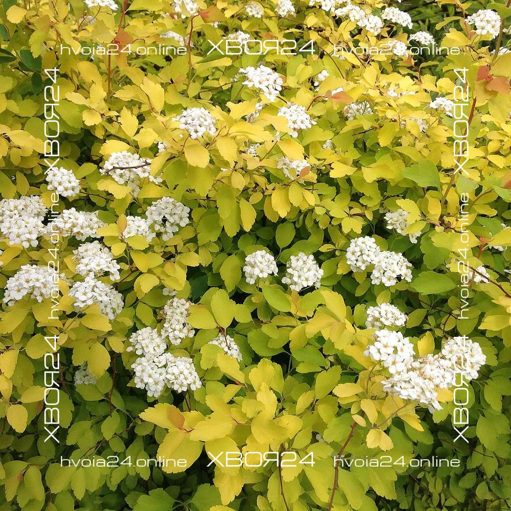  • ХВОЯ24