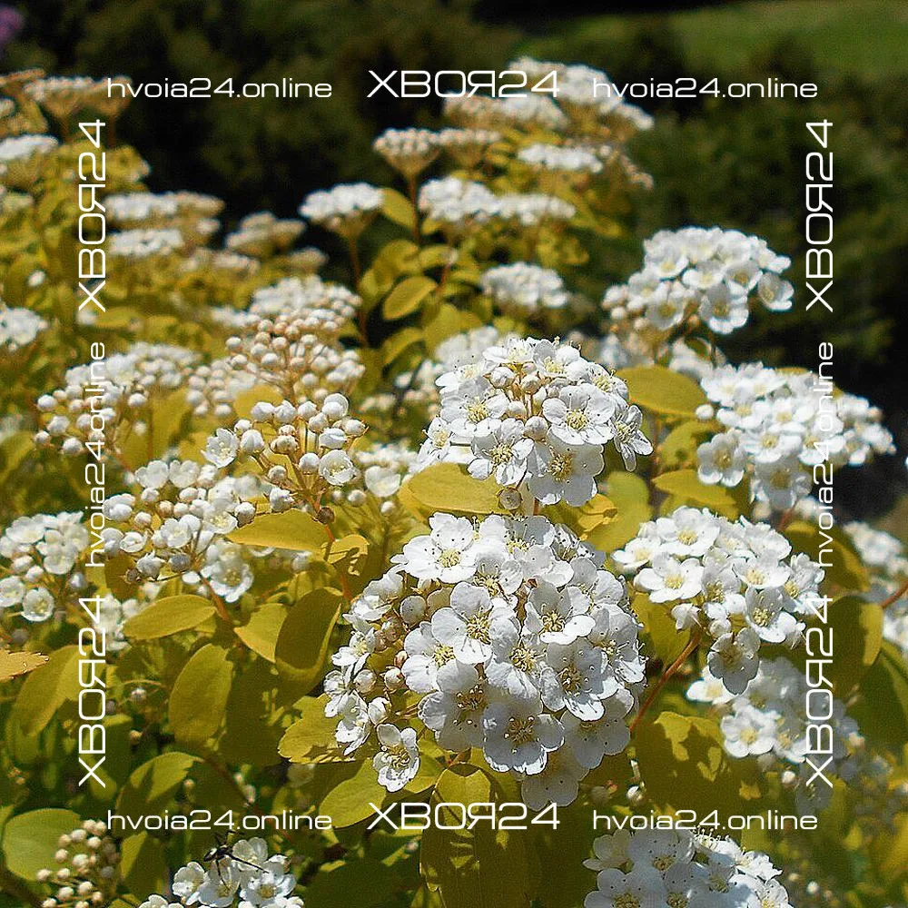 • ХВОЯ24
