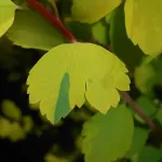  • ХВОЯ24