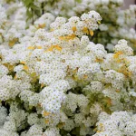  • ХВОЯ24