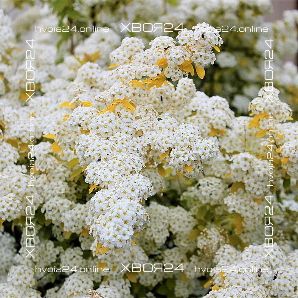  • ХВОЯ24