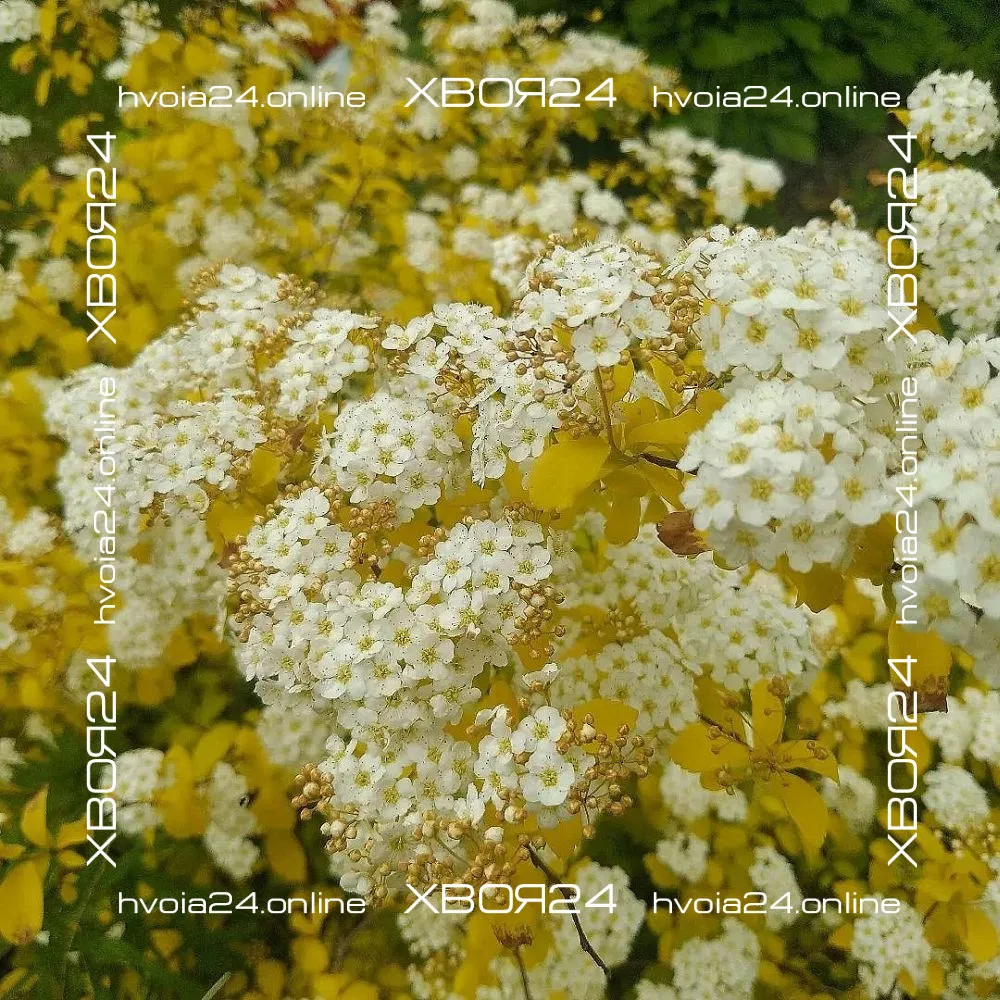  • ХВОЯ24
