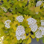  • ХВОЯ24