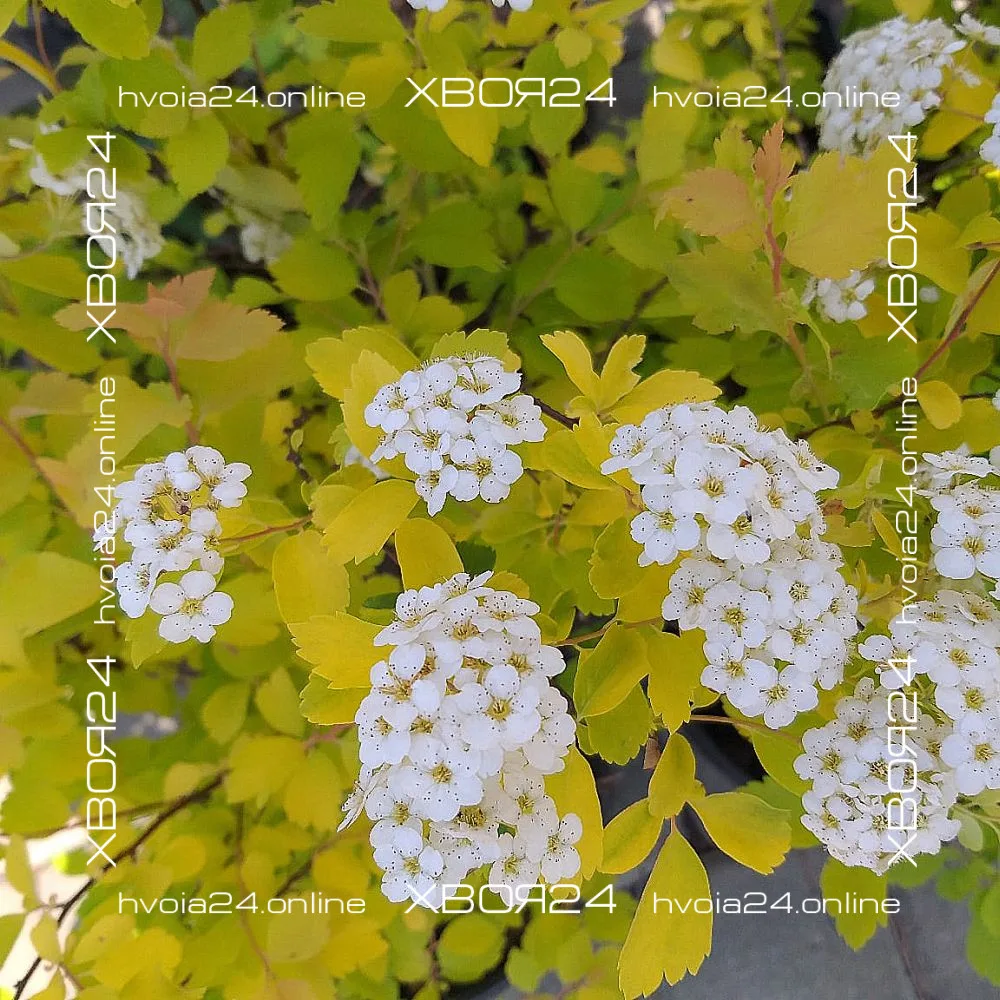  • ХВОЯ24