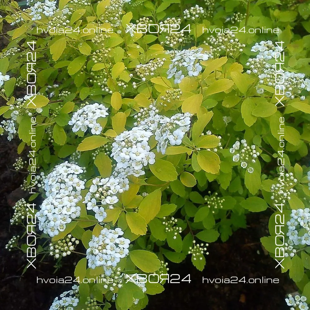  • ХВОЯ24