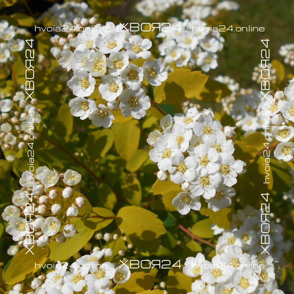  • ХВОЯ24