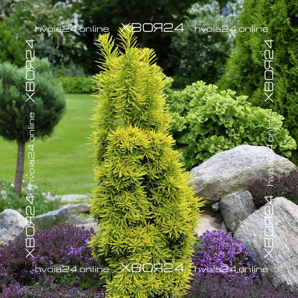  • ХВОЯ24