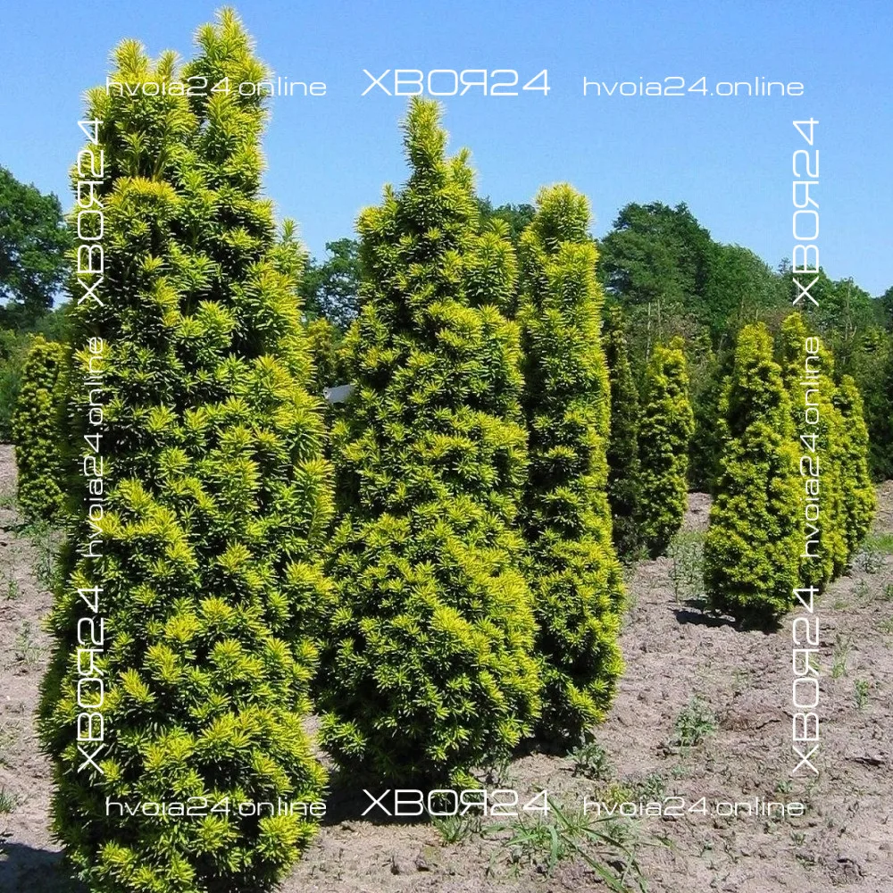  • ХВОЯ24