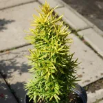  • ХВОЯ24