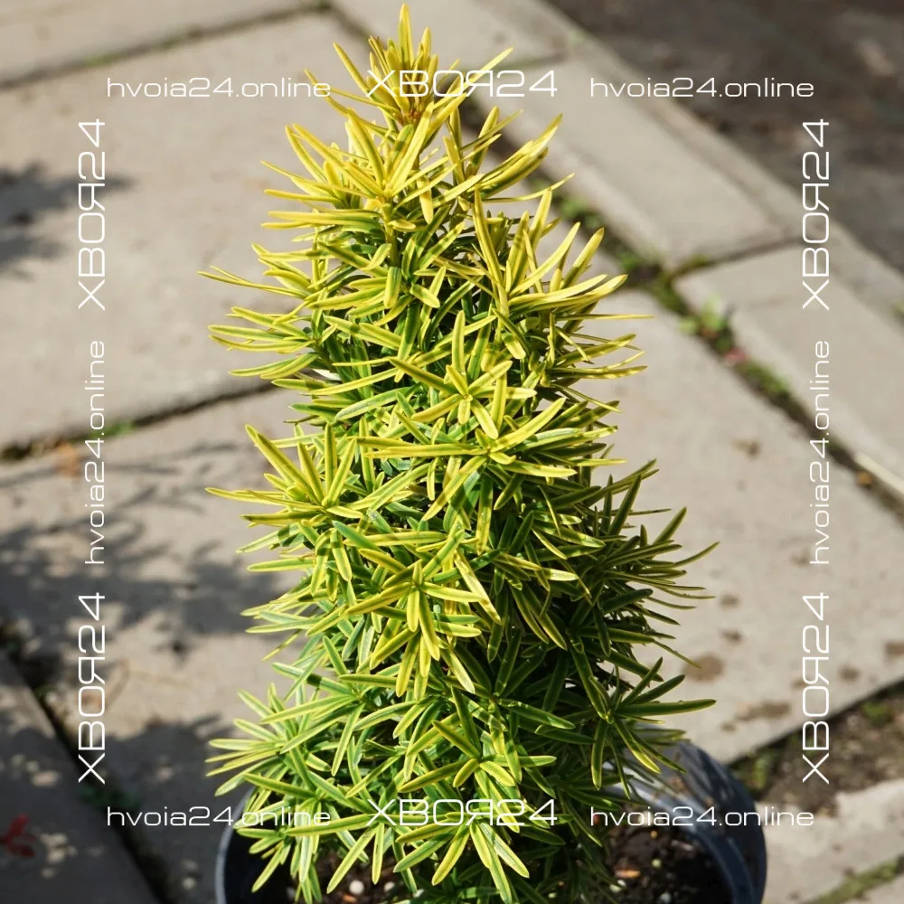  • ХВОЯ24