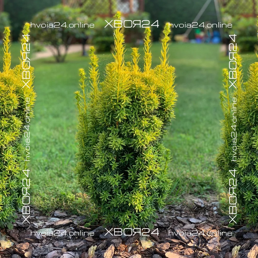  • ХВОЯ24