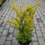  • ХВОЯ24