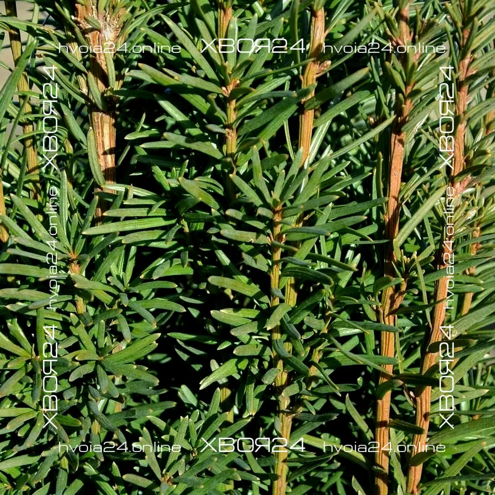  • ХВОЯ24