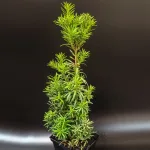  • ХВОЯ24
