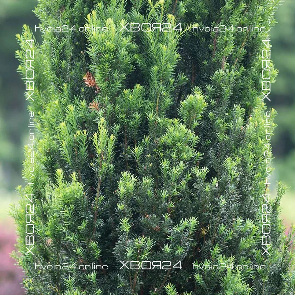  • ХВОЯ24