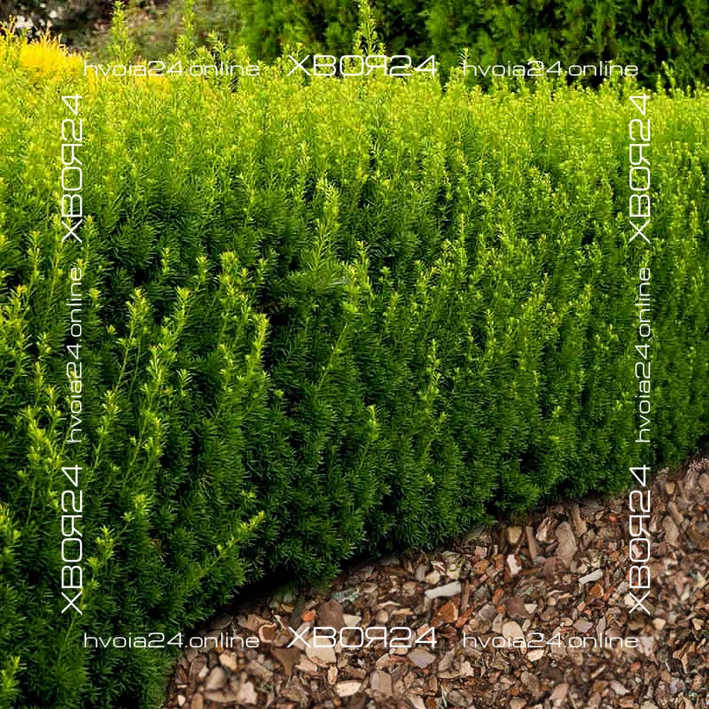 • ХВОЯ24