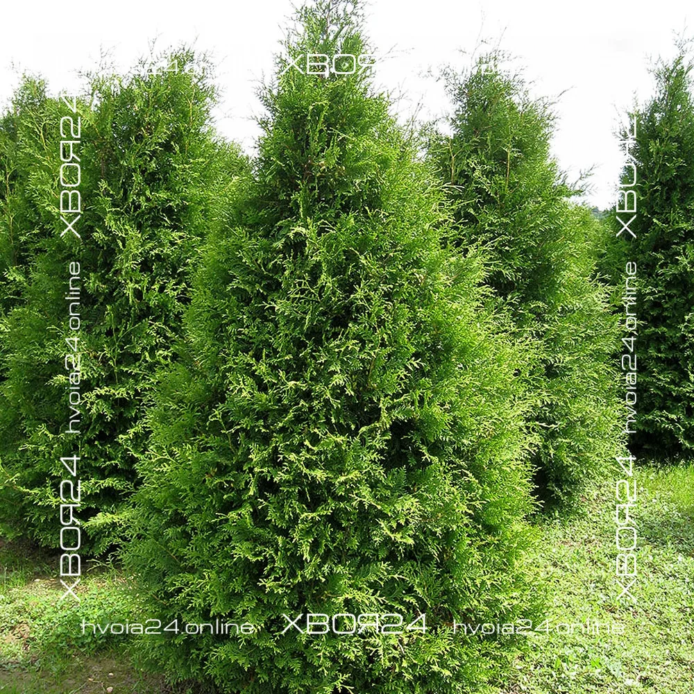  • ХВОЯ24