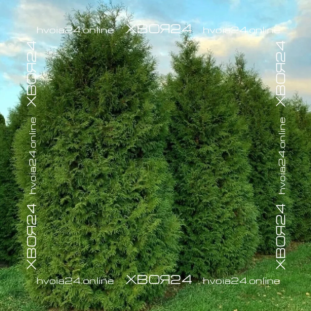  • ХВОЯ24