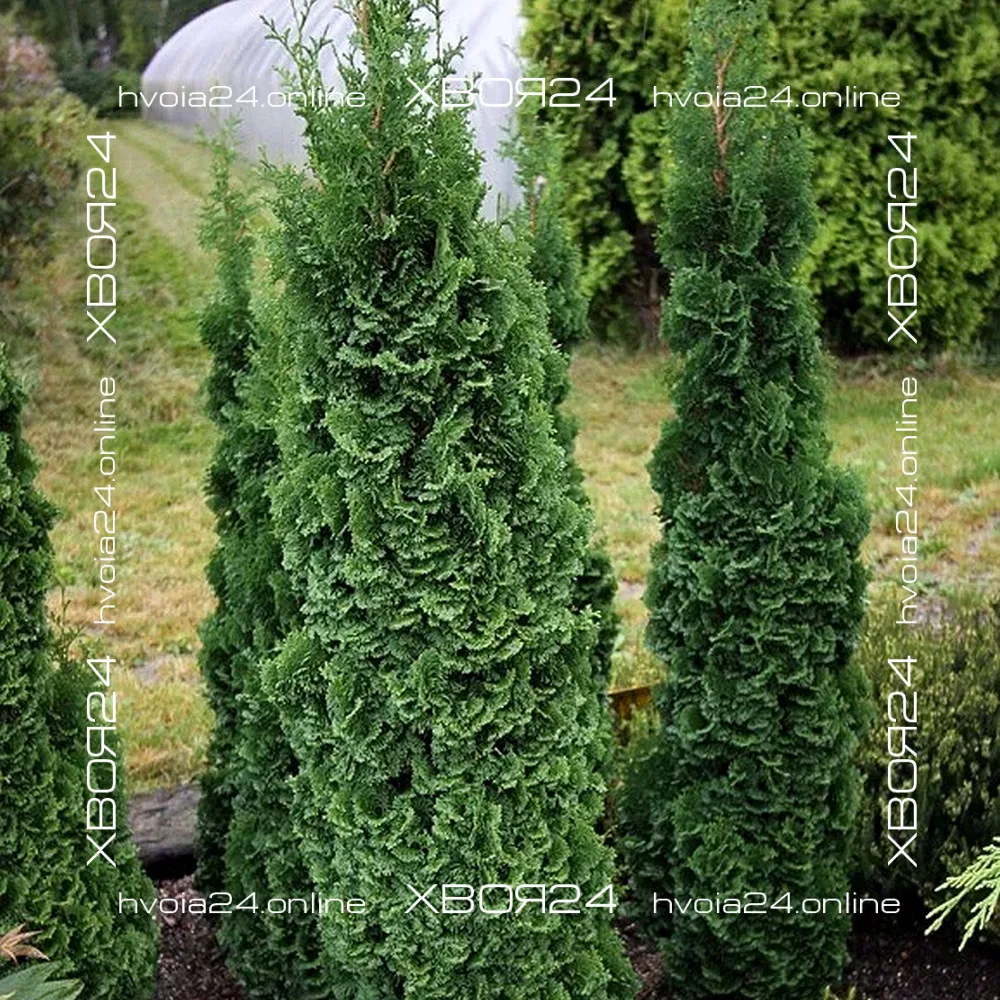  • ХВОЯ24