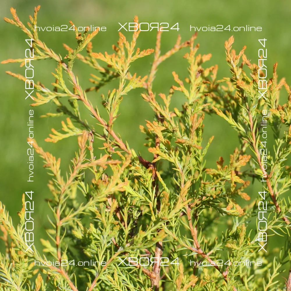  • ХВОЯ24