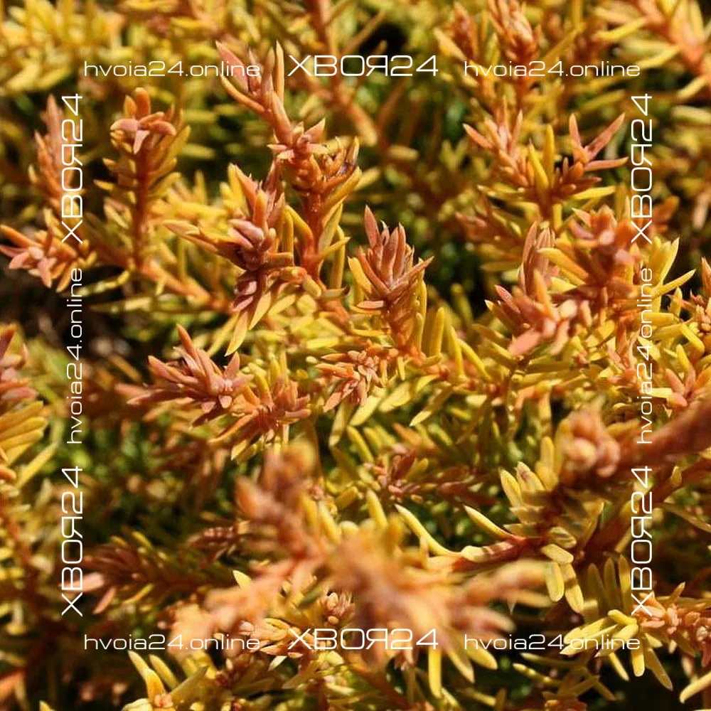  • ХВОЯ24